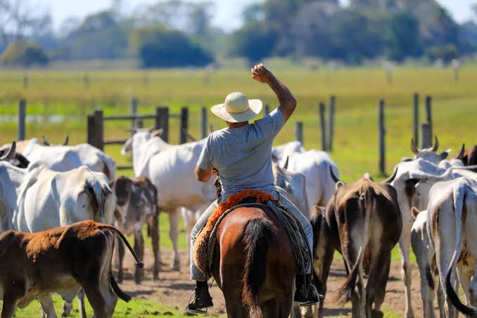 Organizações criminosas estariam usando gados, cavalos e fazendas para lavagem de dinheiro, além de postos de combustíveis
